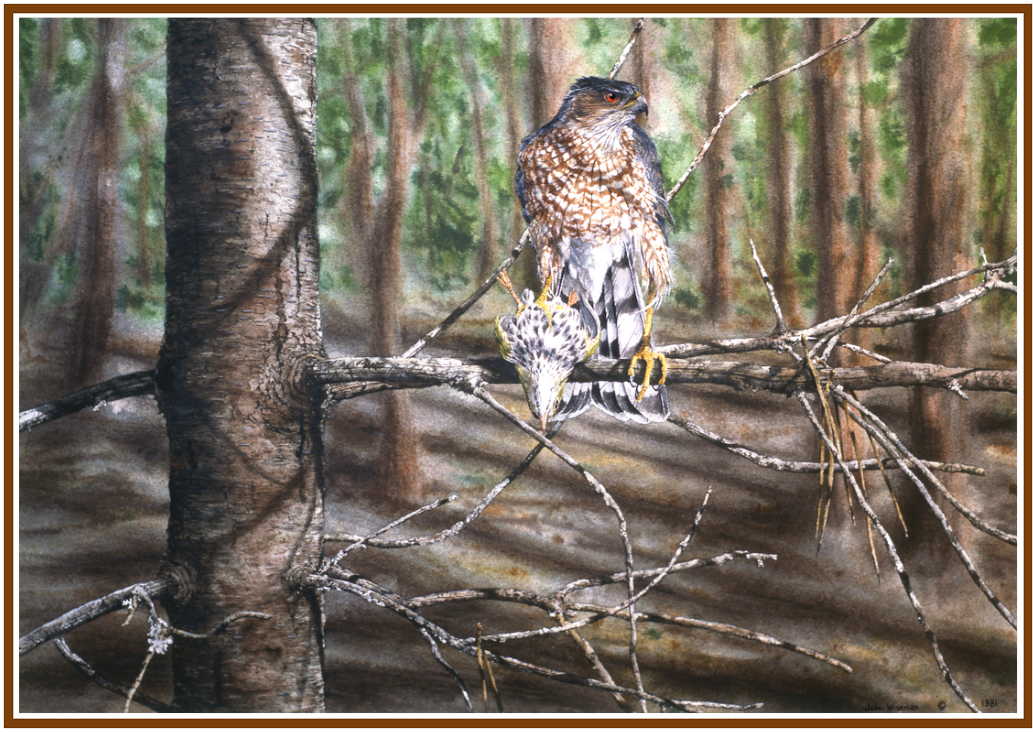 spitfire Sharp-shinned hawk