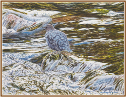 american dipper